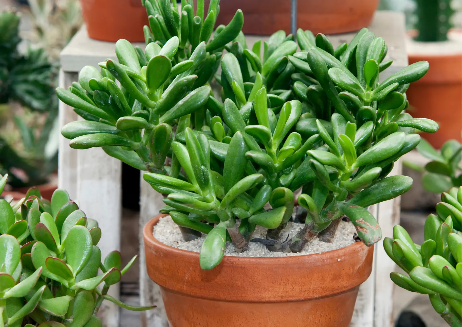 Planta Jade, a planta da prosperidade