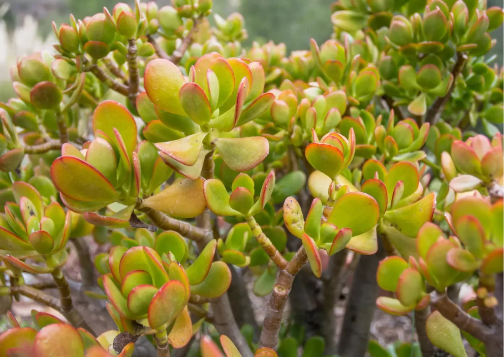 Como Cuidar da Planta Jade